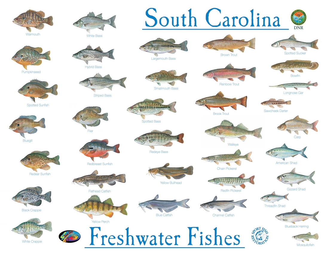 Saltwater Fish Regulations
